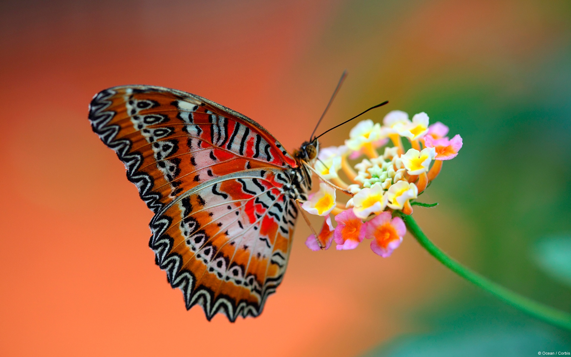 butterfly wallpaper tribal