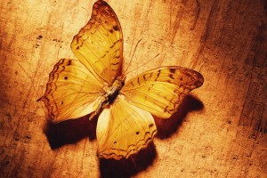 butterfly wallpaper yellow