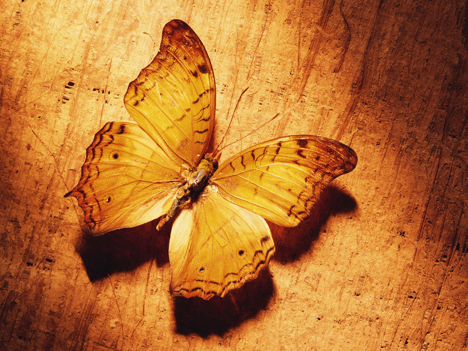 butterfly wallpaper yellow