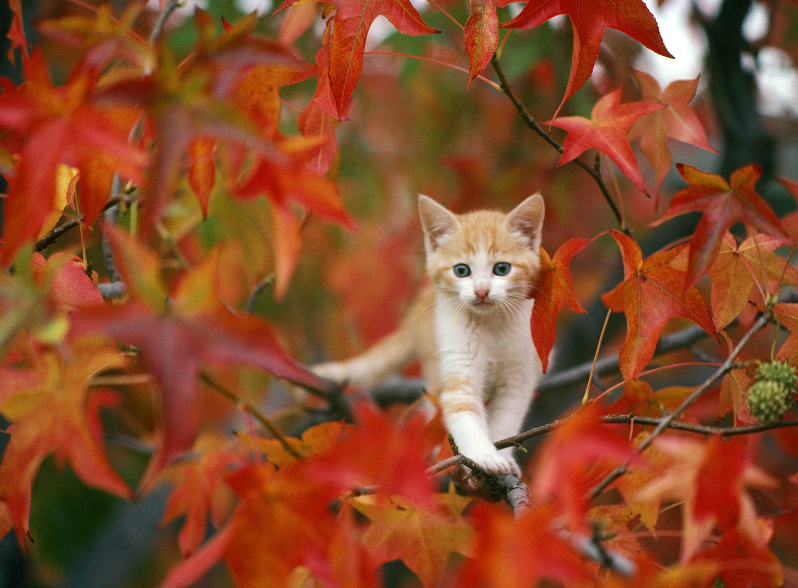 fall wallpapers cat