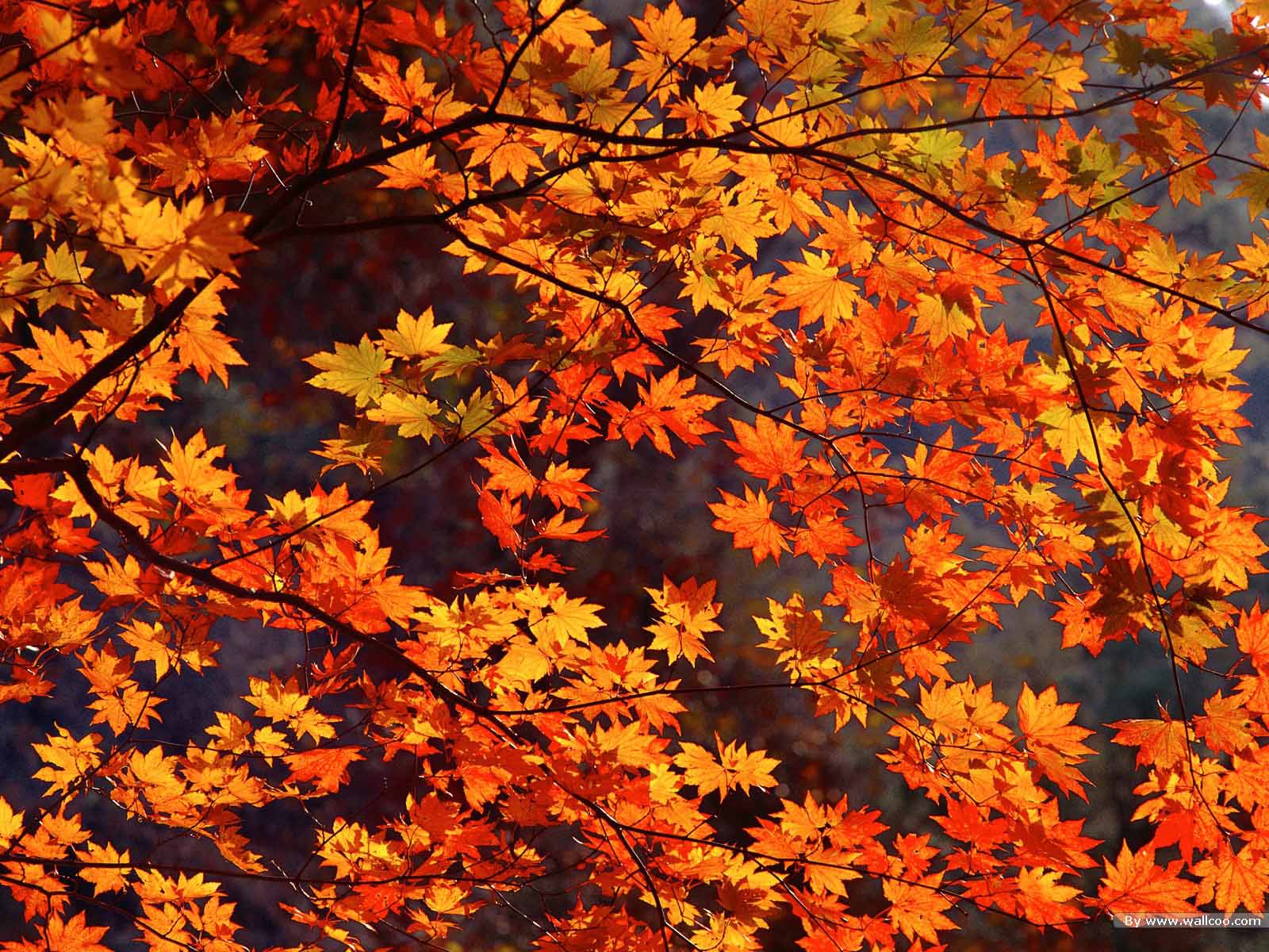 fall wallpapers orange leaves