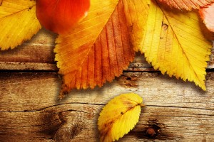 fall wallpapers wood