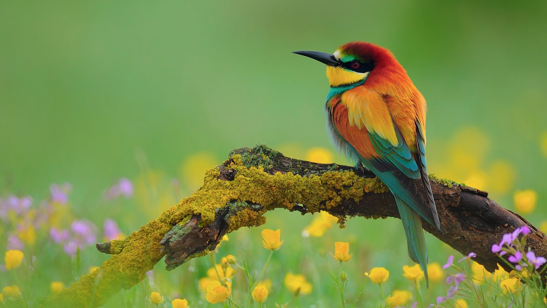 bird wallpaper colorful