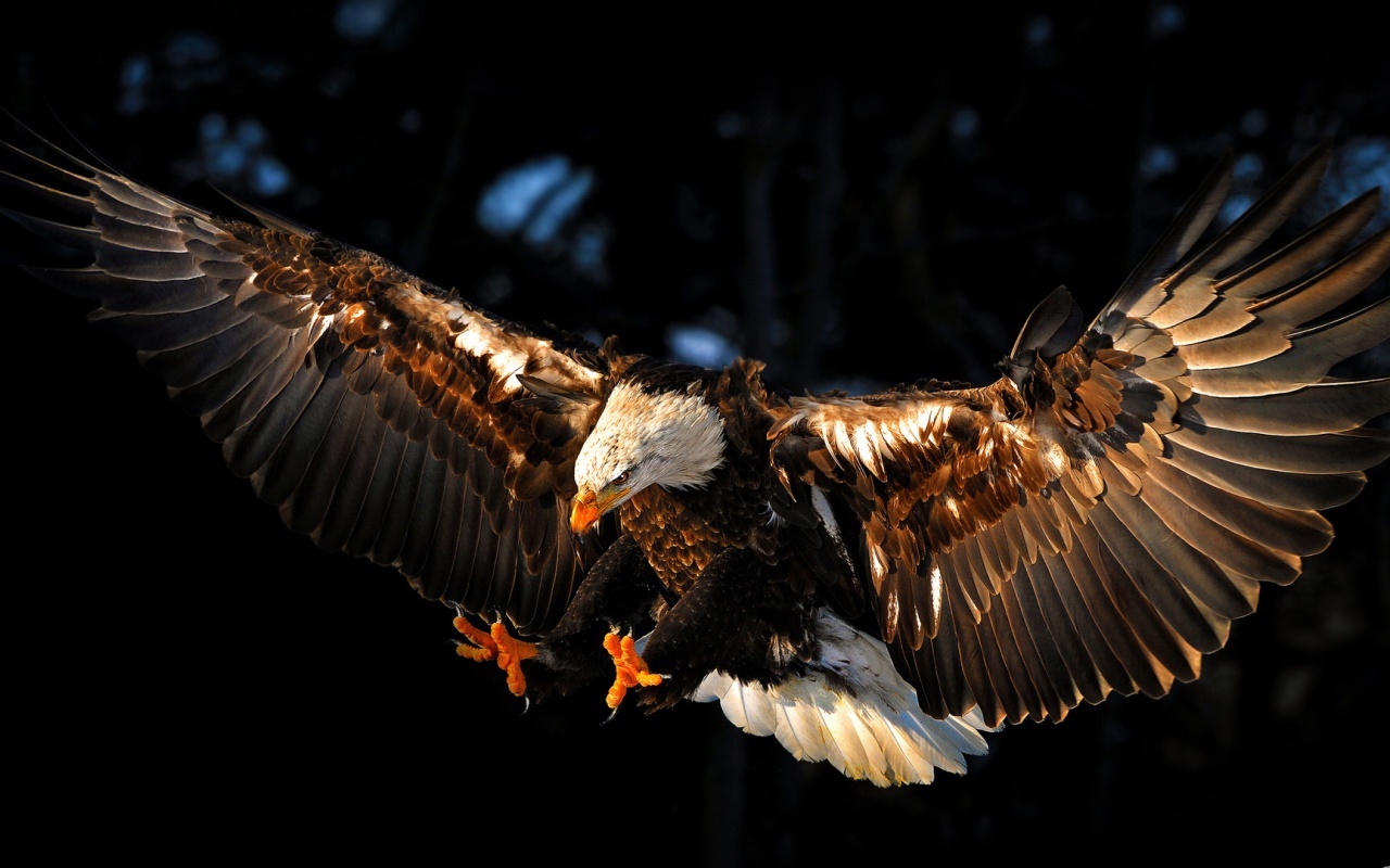 bird wallpaper eagle brown