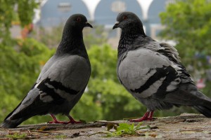 bird wallpaper pigeon
