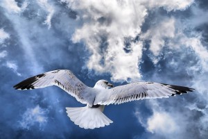 bird wallpaper seagull