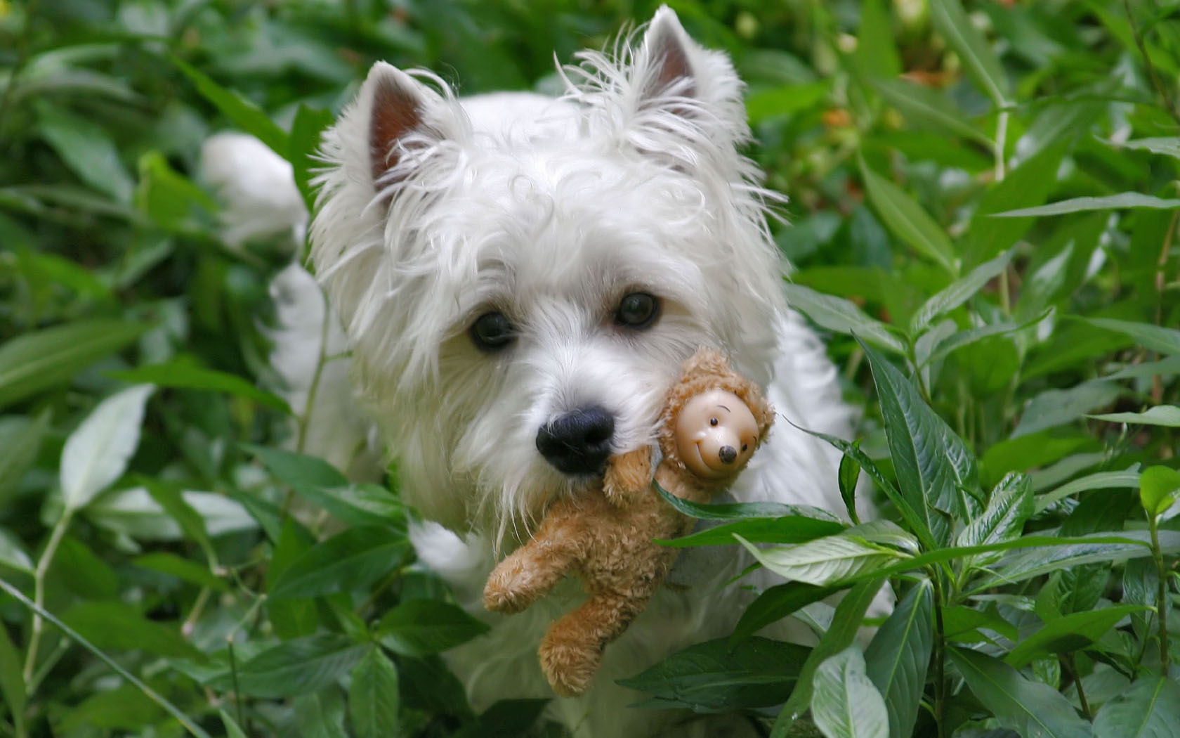 dog wallpapers toy