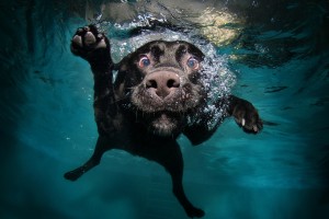 dog wallpapers water