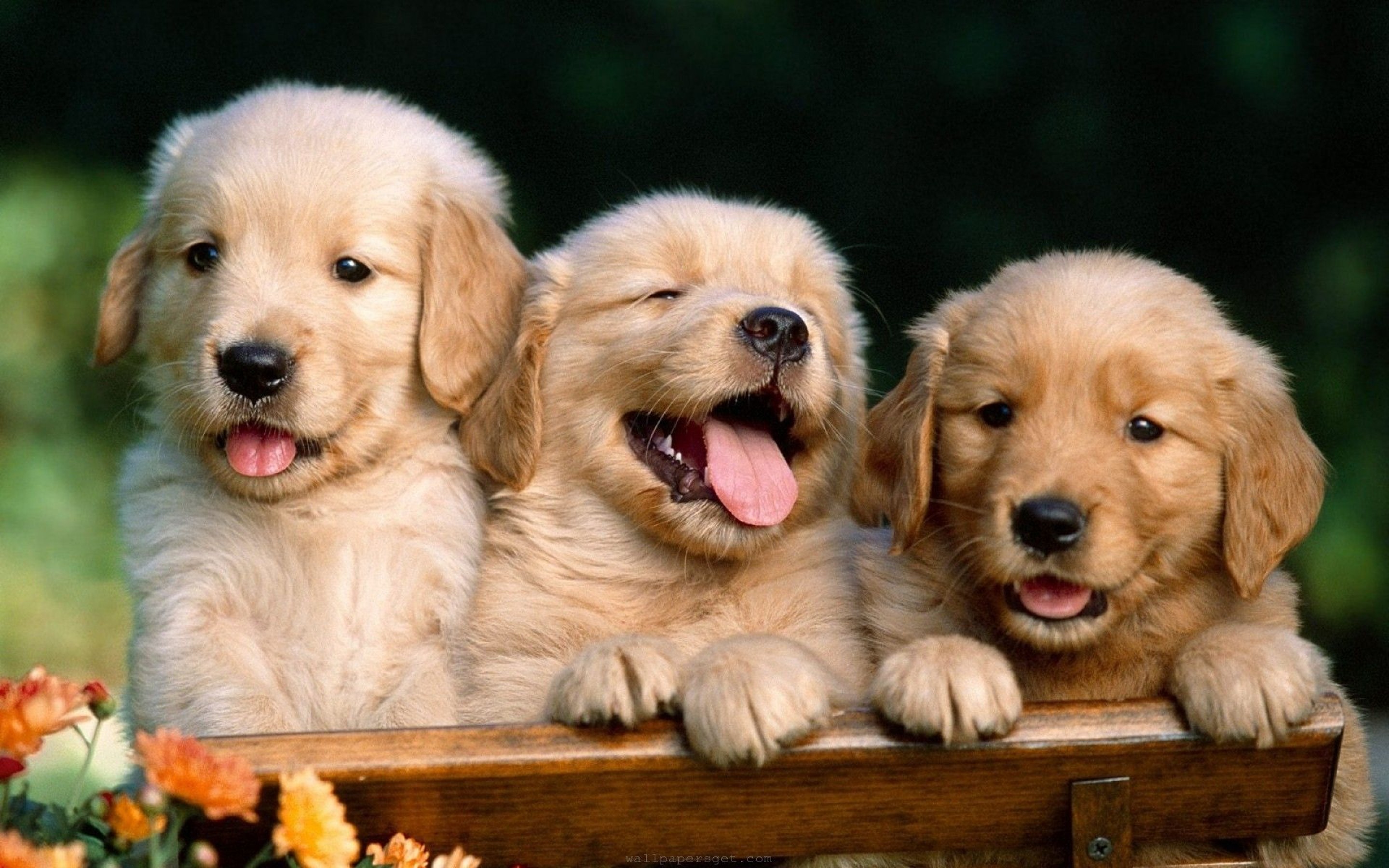 dogs cute wallpapers