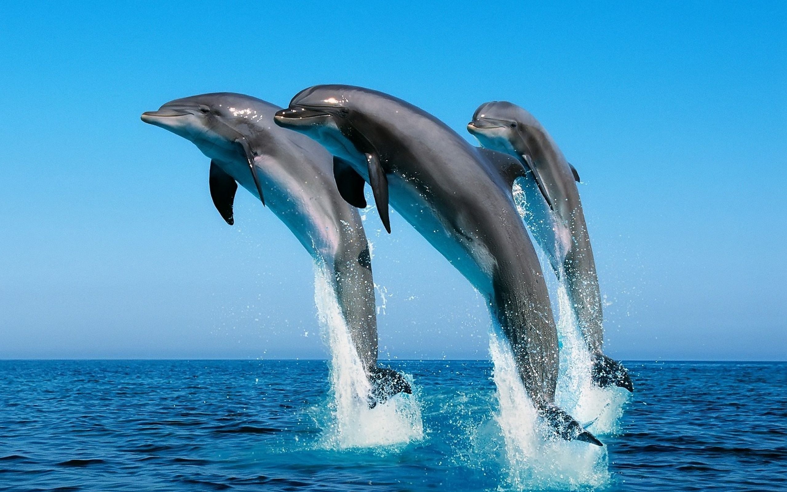 dolphin images
