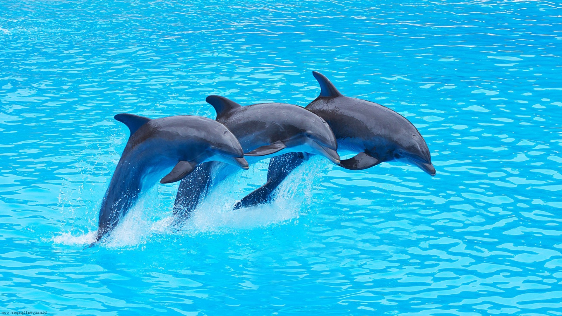 dolphin wallpaper photography