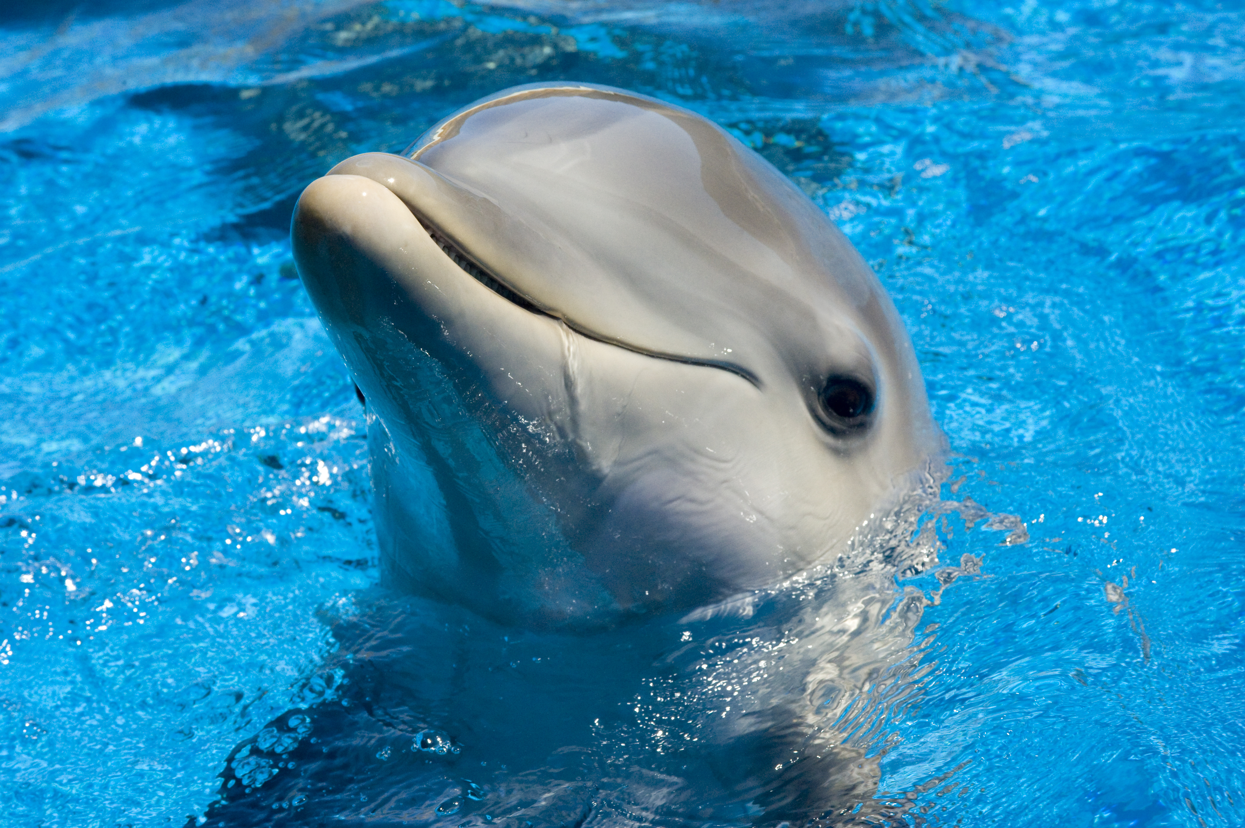 dolphin wallpaper swimming