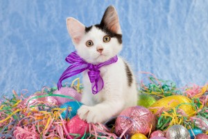 easter wallpapers eggs hd cat