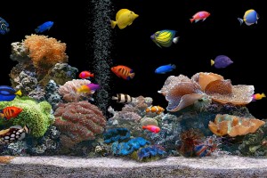 fish wallpaper tank