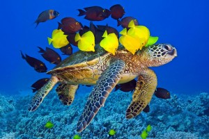 fish wallpaper turtle