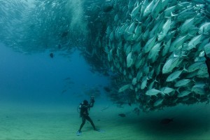 fish wallpaper wonderful