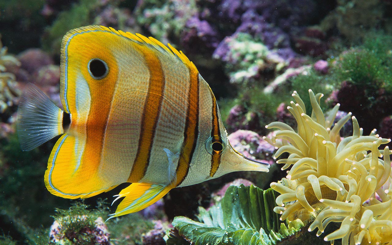 fish wallpaper yellow stripes
