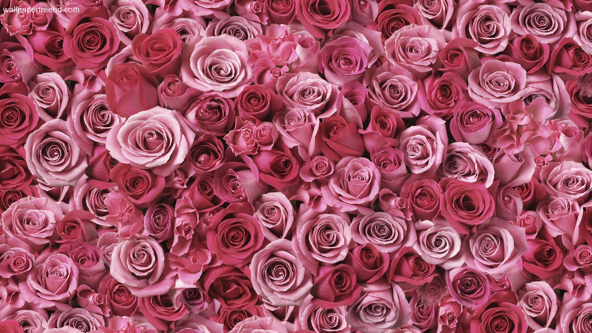 floral wallpaper vintage rose