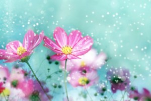 flower wallpapers pink amazing