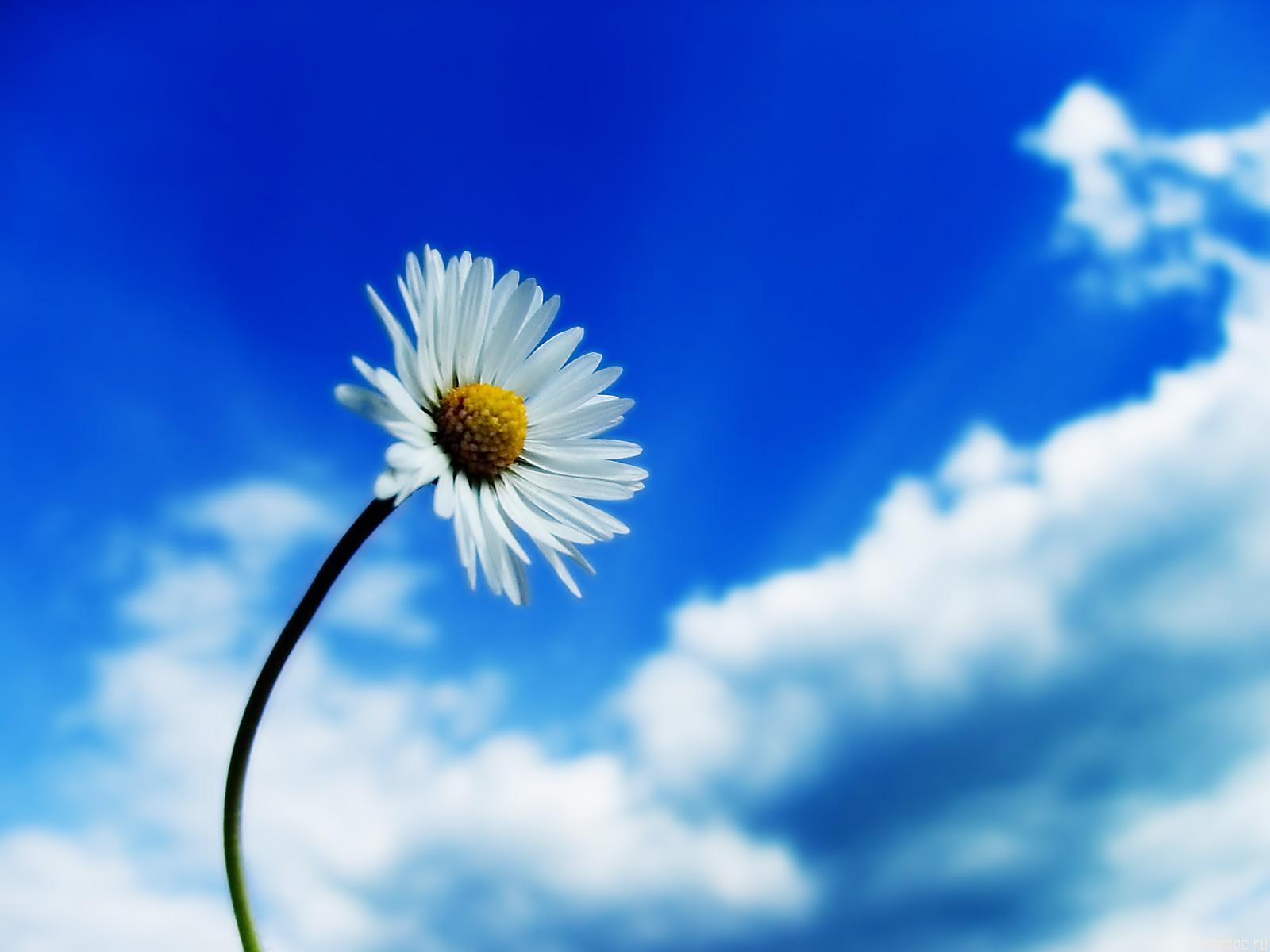 flower wallpapers sky nature