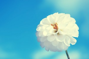 flower wallpapers white beautiful