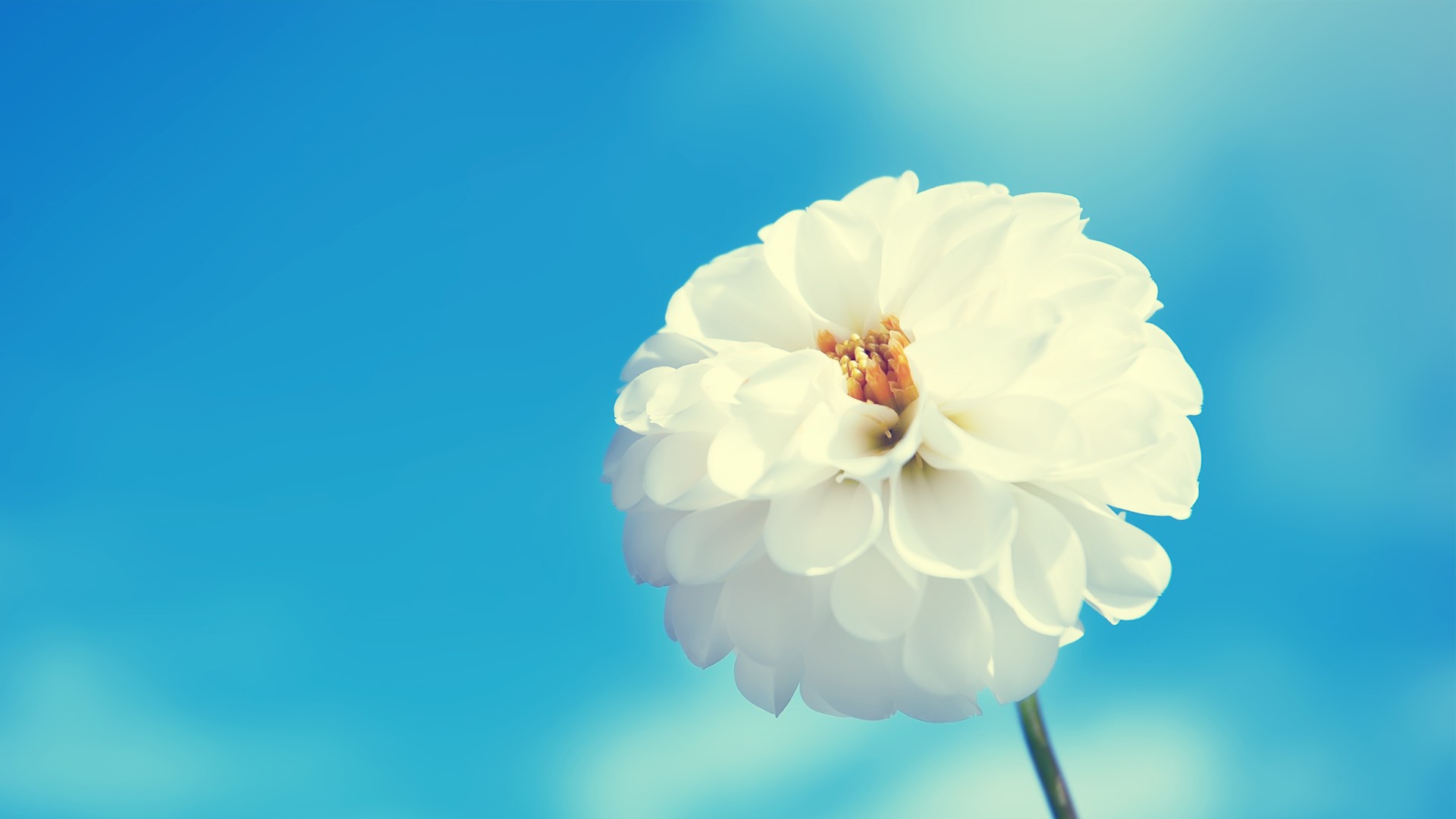 flower wallpapers white beautiful