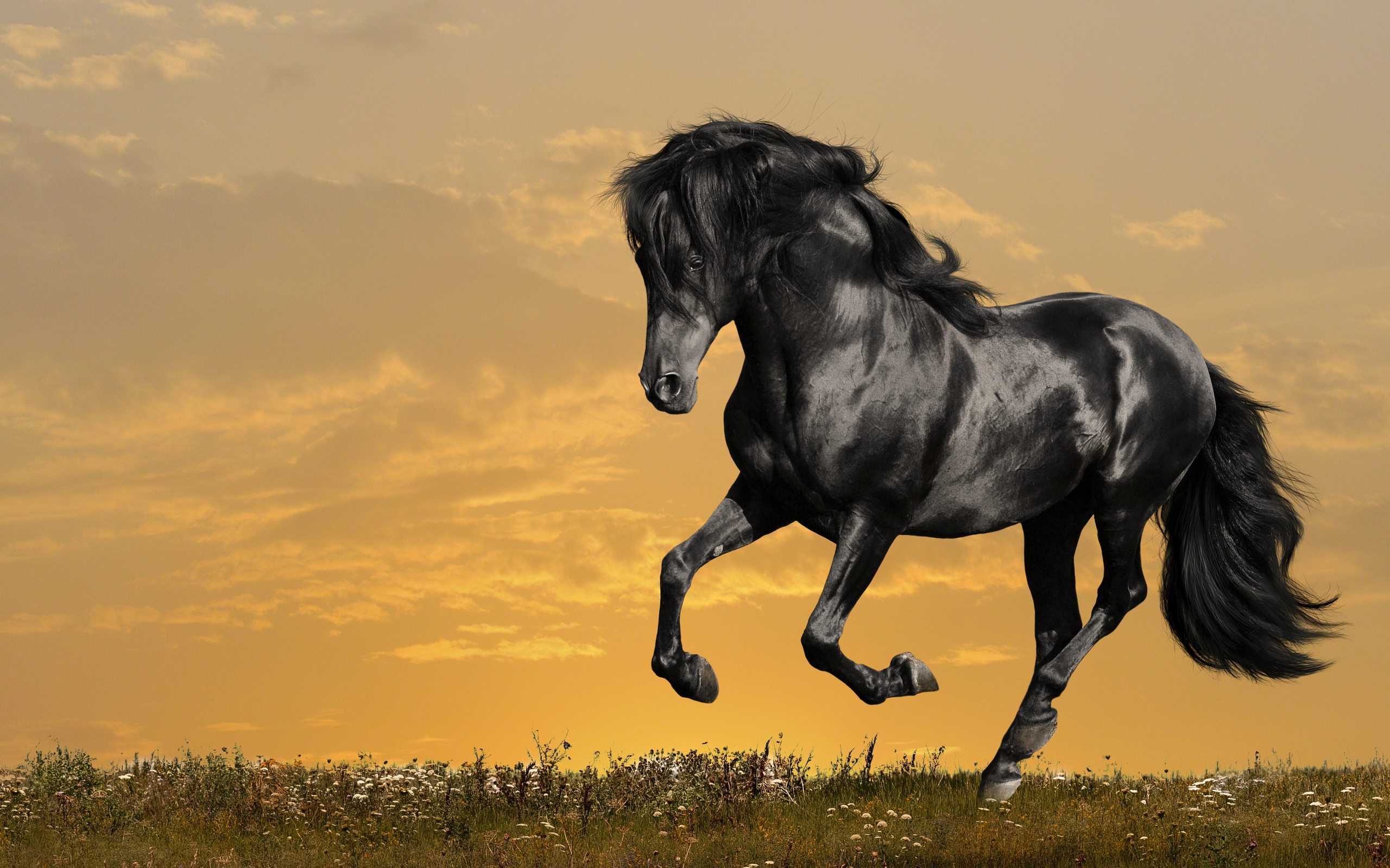 horse wallpapers gorgeous