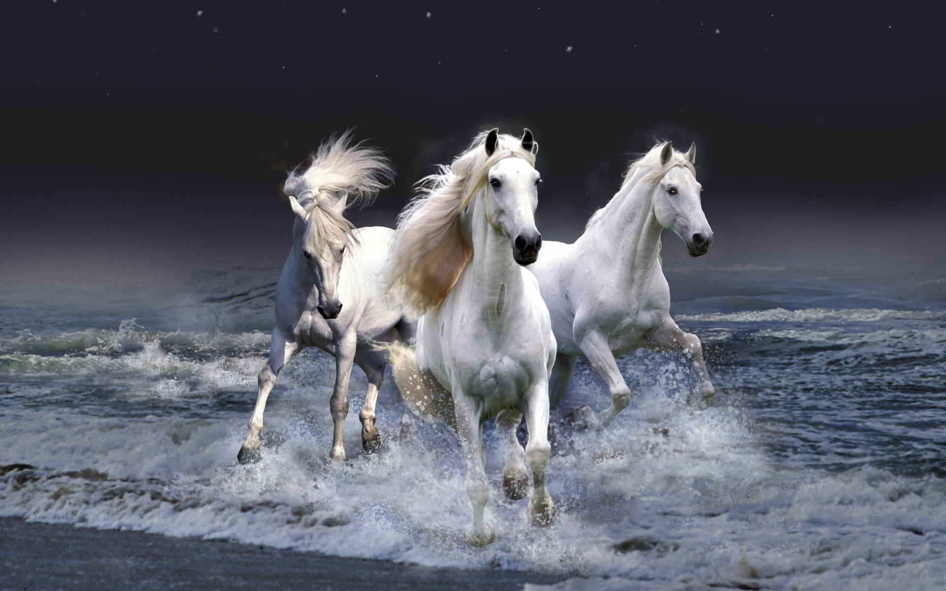 horse wallpapers latest