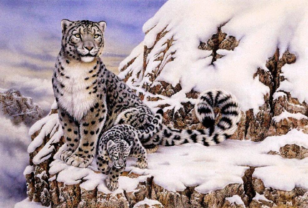 leopard wallpaper snow cute