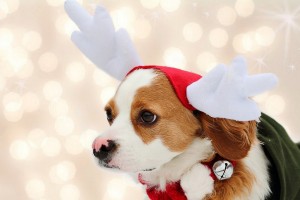 merry christmas wallpapers dogs