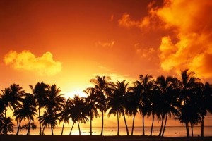 ocean wallpaper palm trees