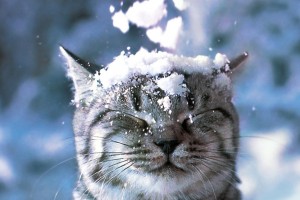 snow wallpaper cat