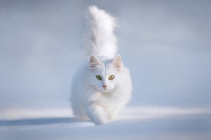 snow wallpaper persian cat