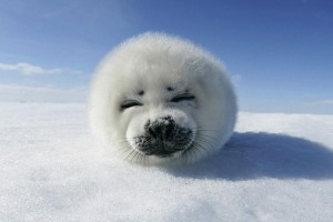 snow wallpaper seal