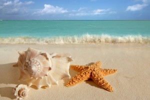 summer wallpapers starfish