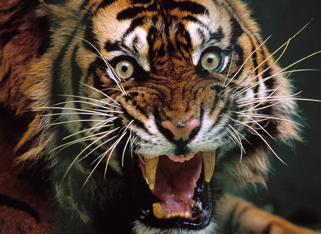 tiger wallpaper scary