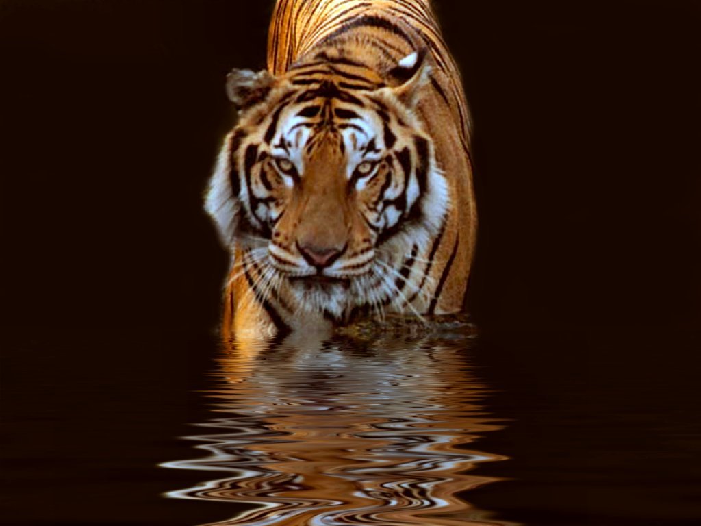tiger wallpaper water