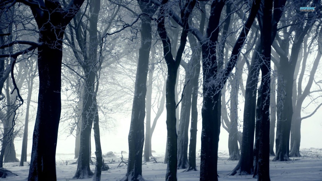 Snowy forest wallpapers   wallpaper cave