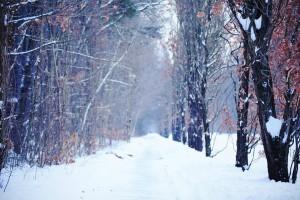 trees wallpapers path winter