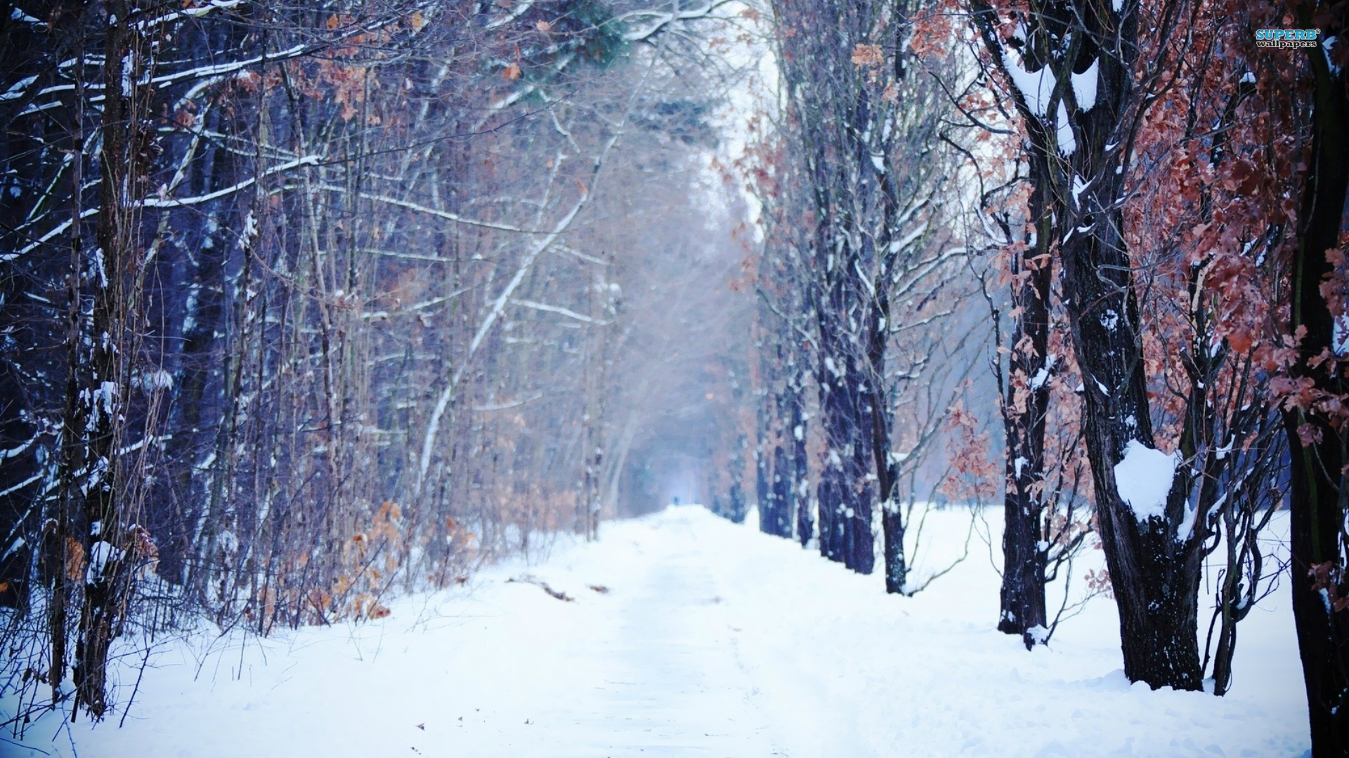 trees wallpapers path winter