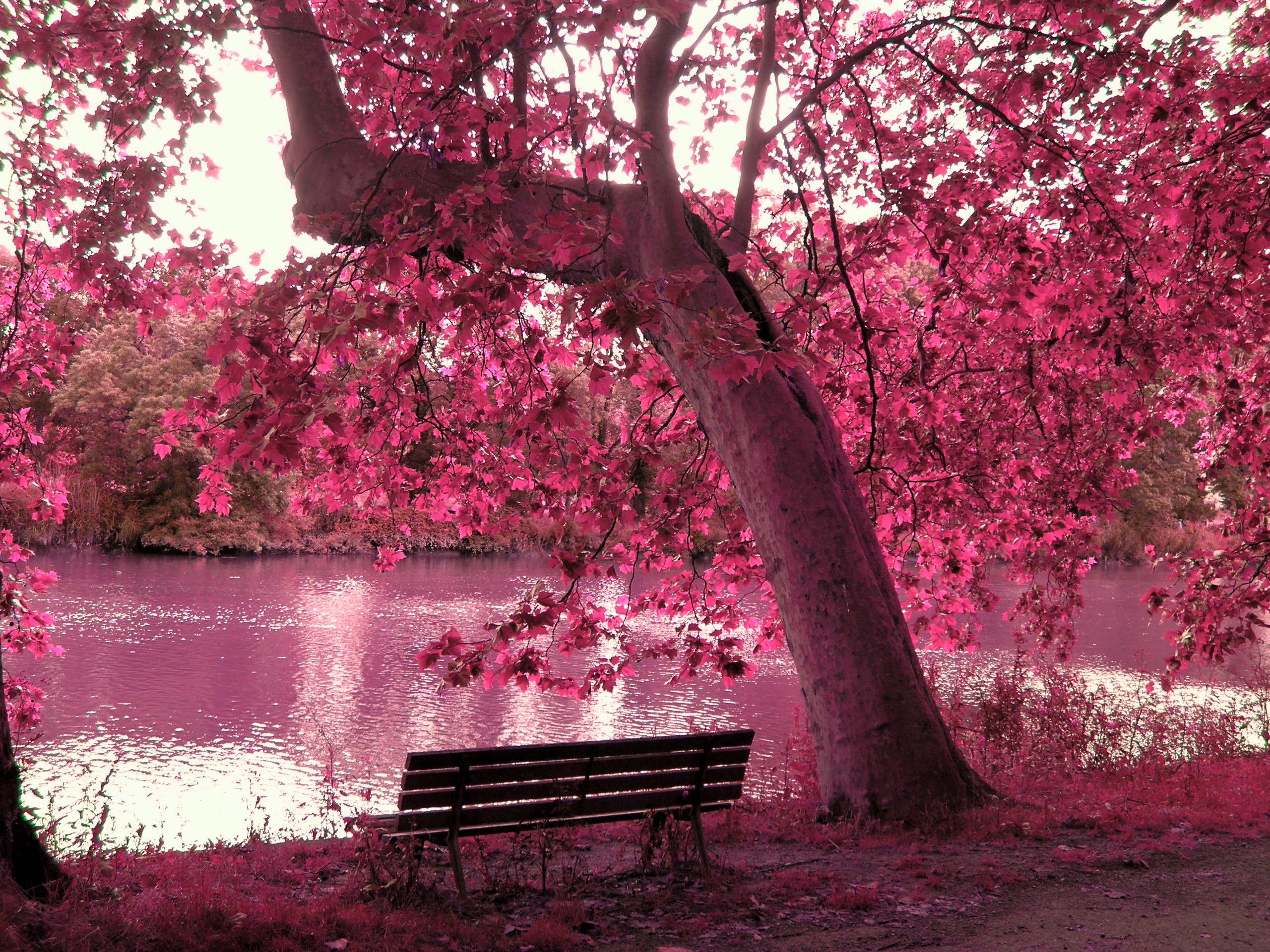 trees wallpapers pink
