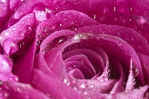 water wallpaper pink rose