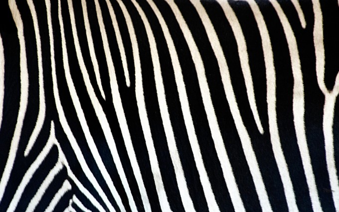 zebra print wallpapers pattern