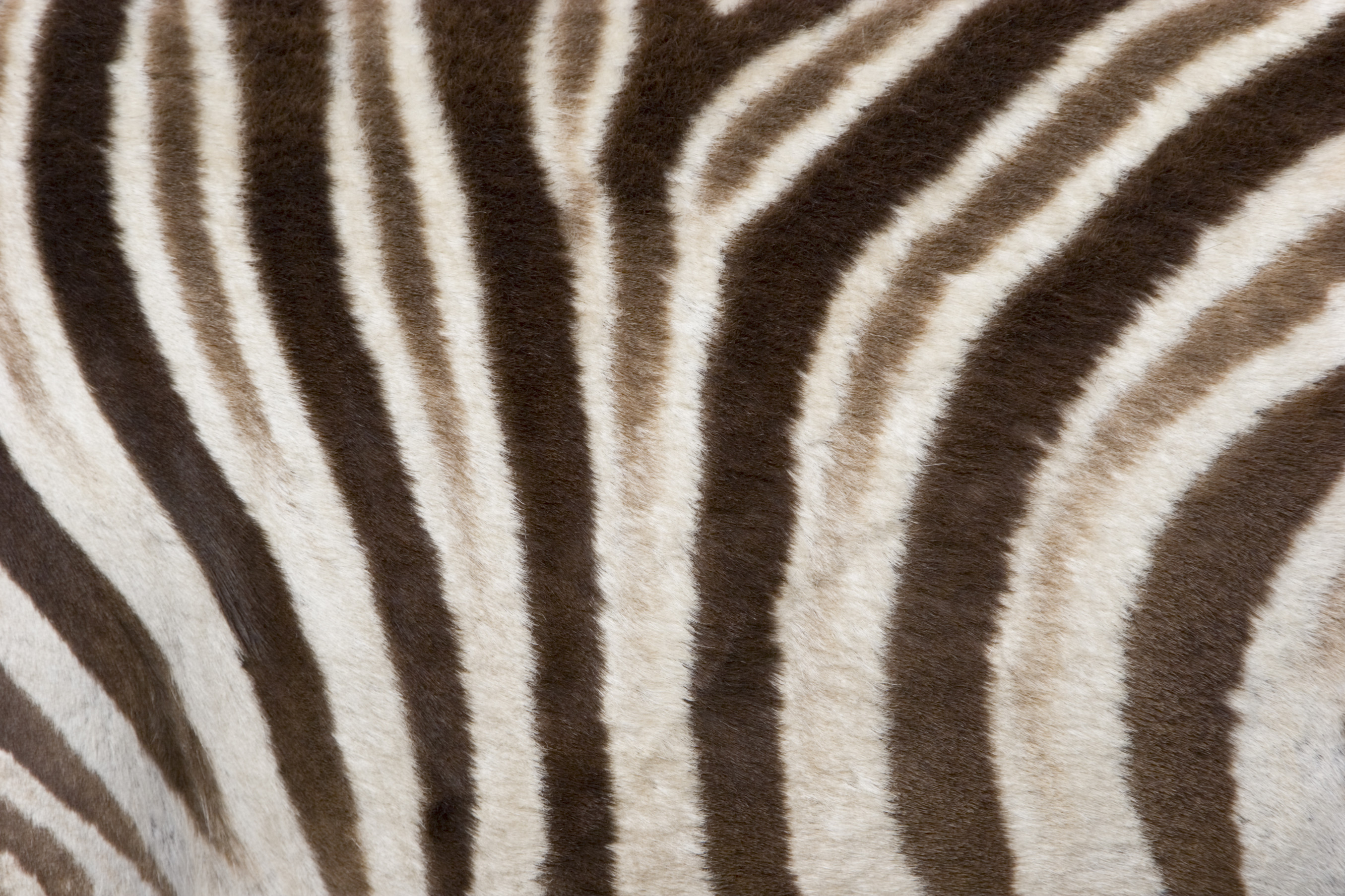 zebra skin wallpaper