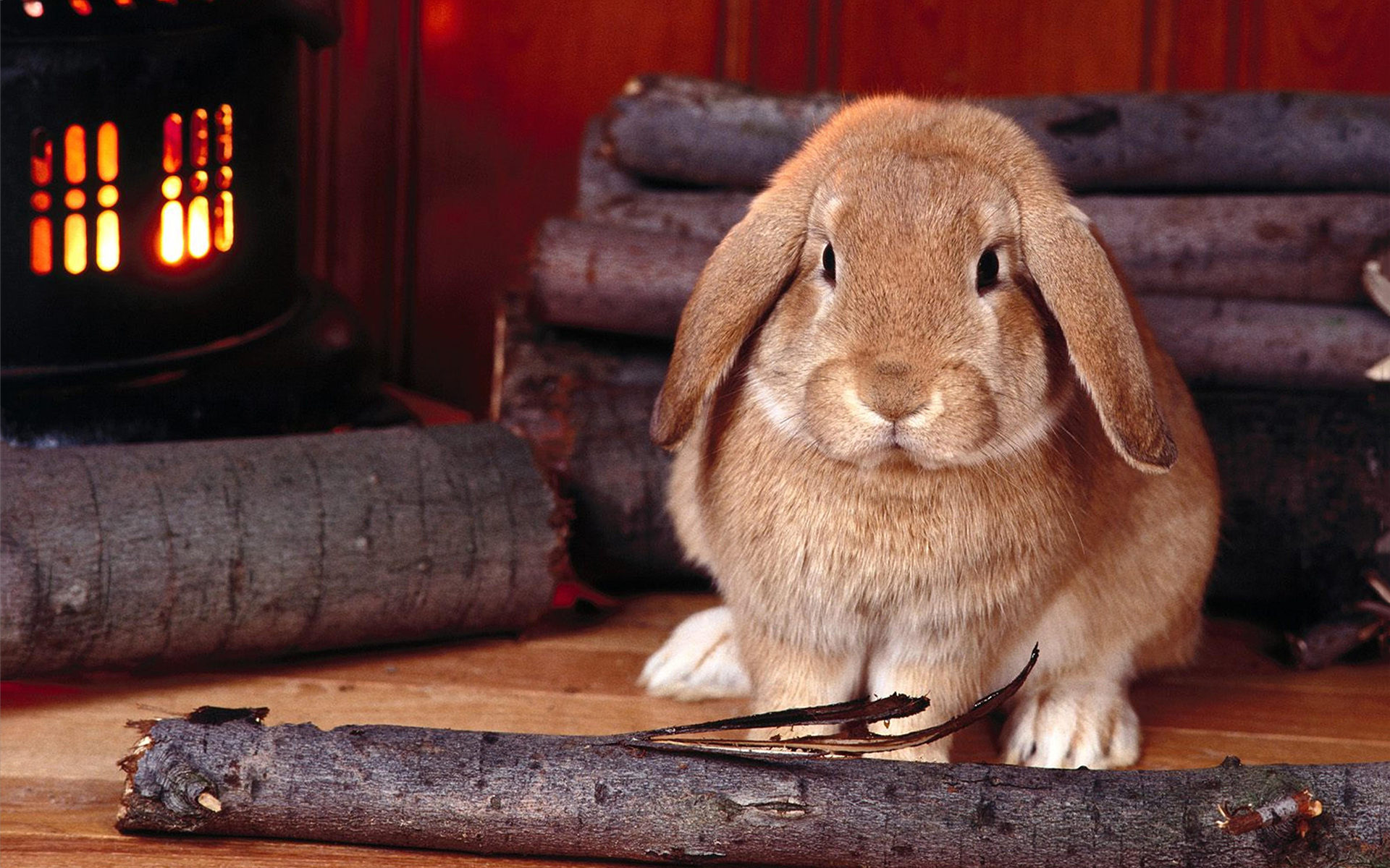 adorable rabbit