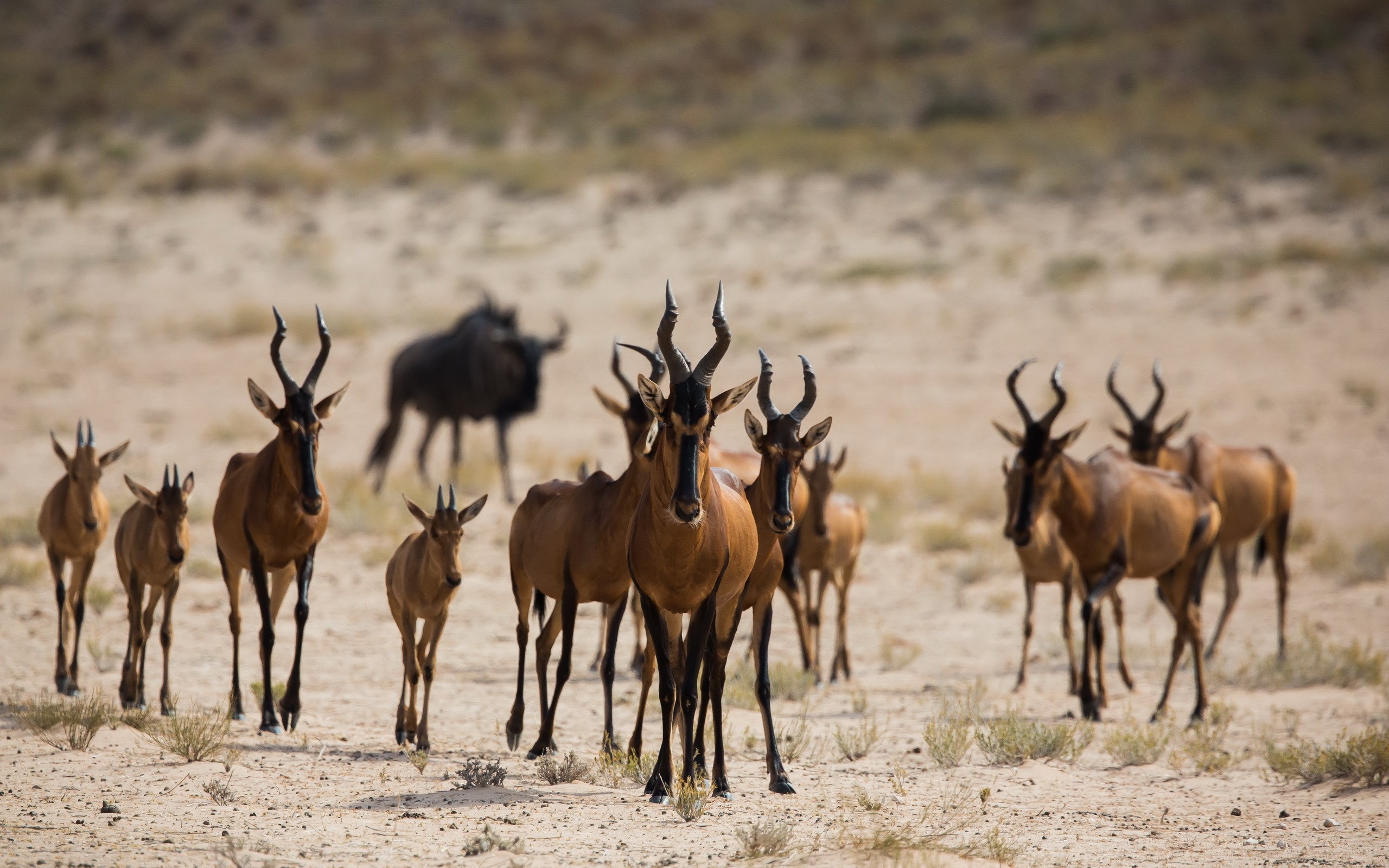 antelopes wildlife