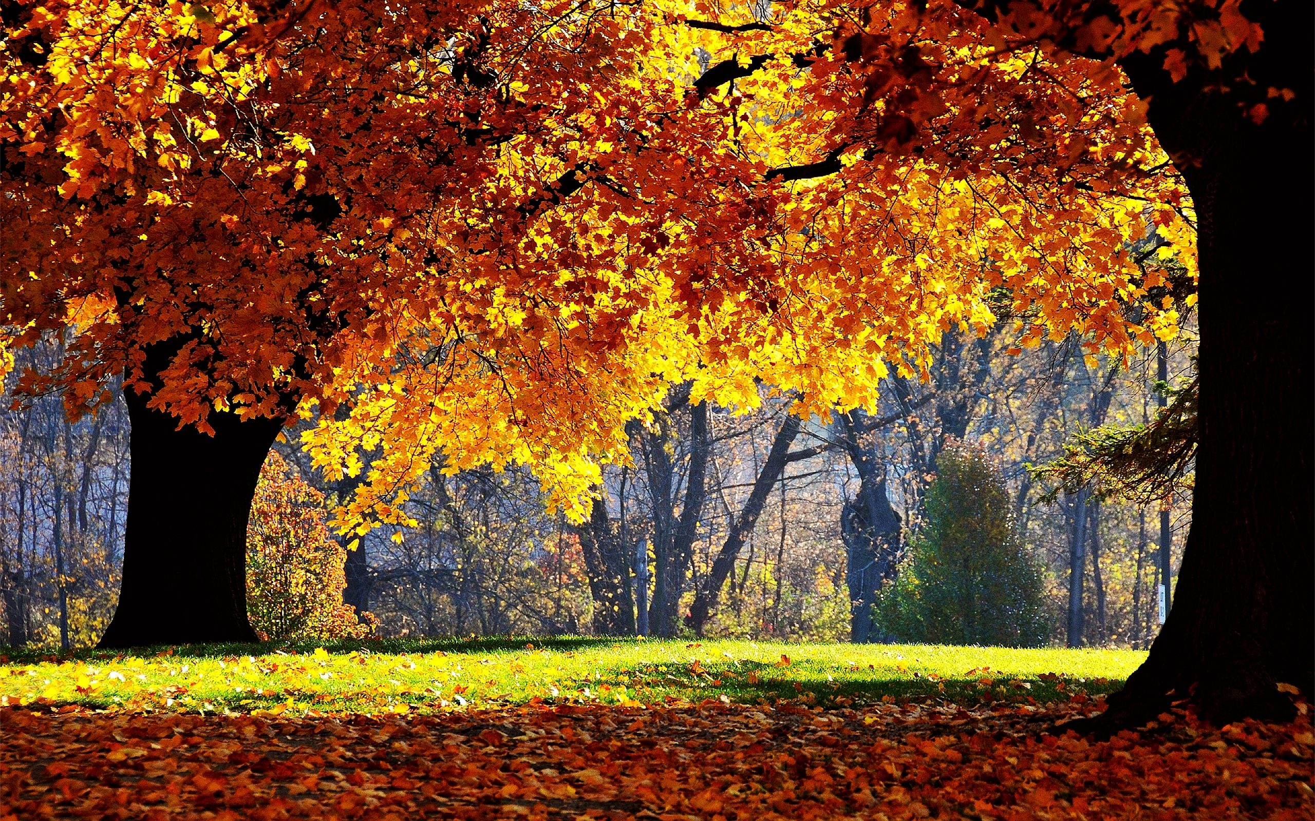 autumn backgrounds