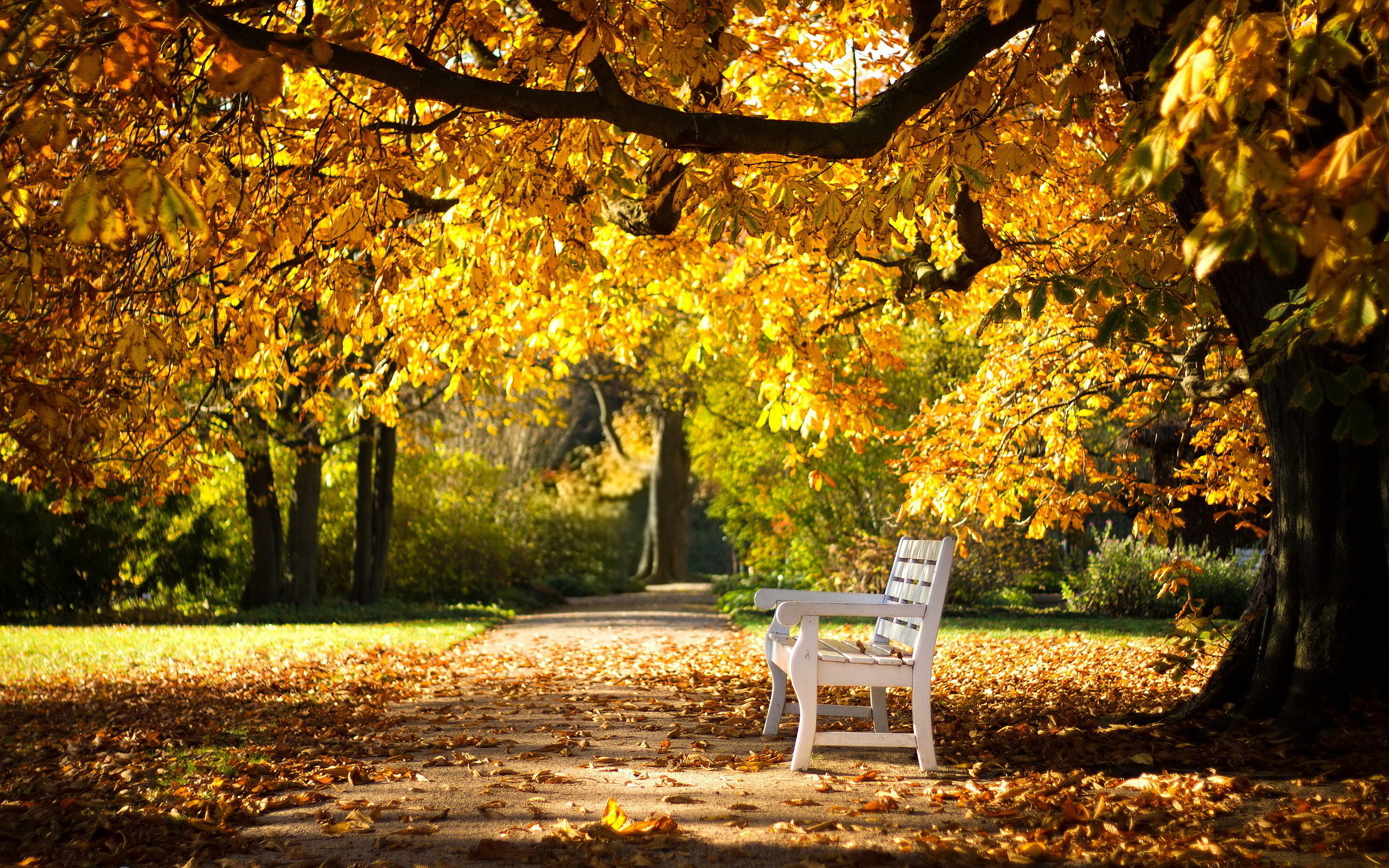 autumn bench wallpaper