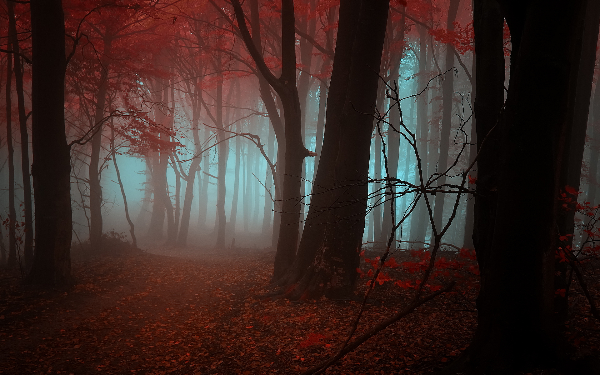 autumn forest mystic