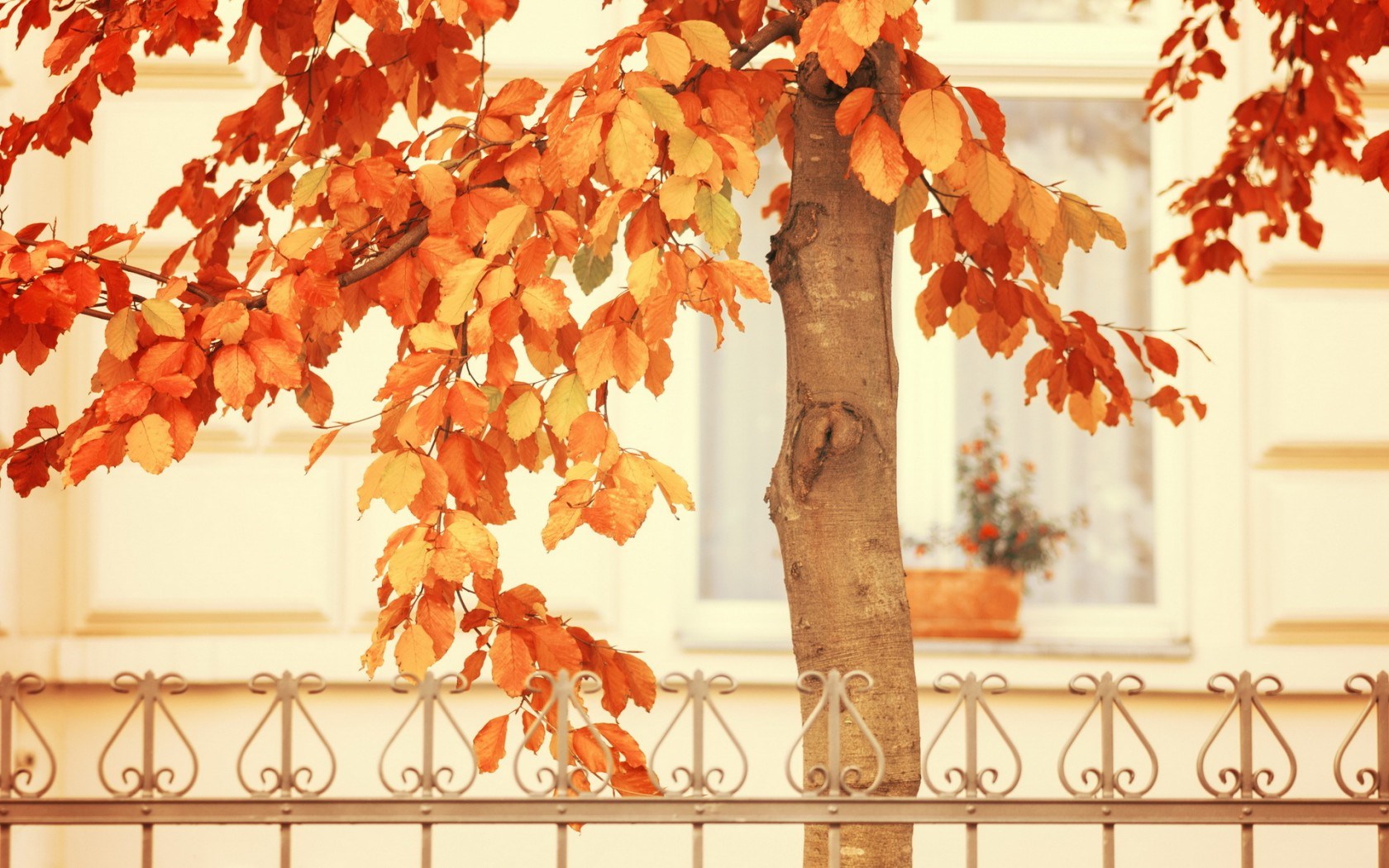 autumn images tree